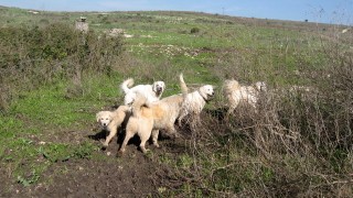 pic_gallery234_30